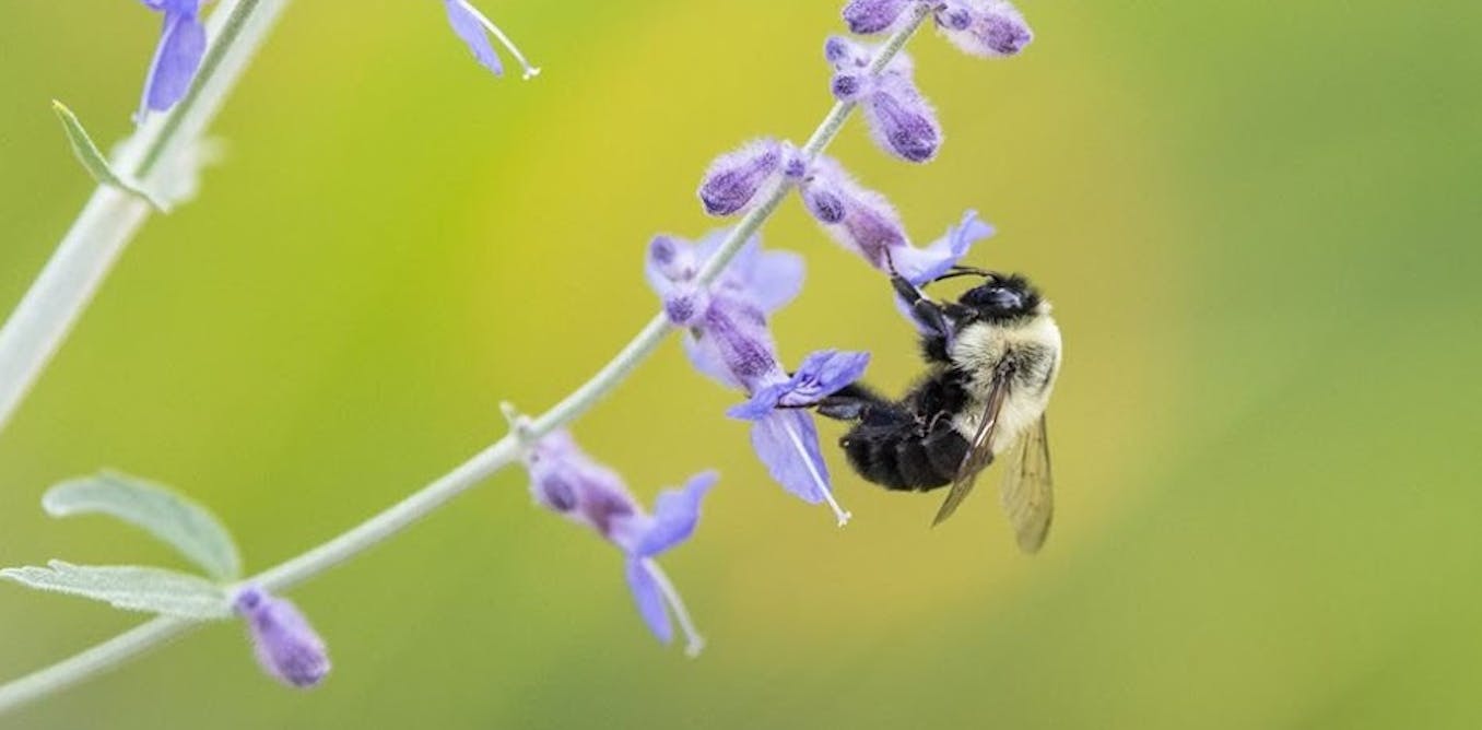 النحل البري و pollination بواسطة الطنين مقدمة في ظل القلق بشأن فقدان نحل العسل، يحدث فقدان آخر…