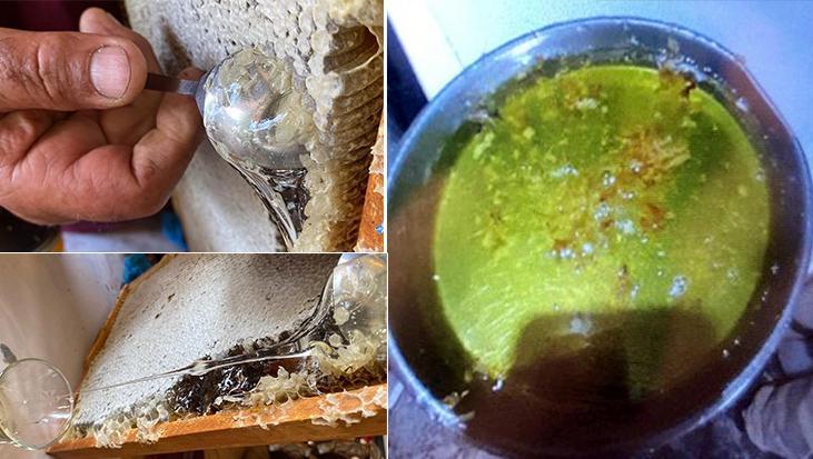 Nachrichten Das ist auch grüner Honig