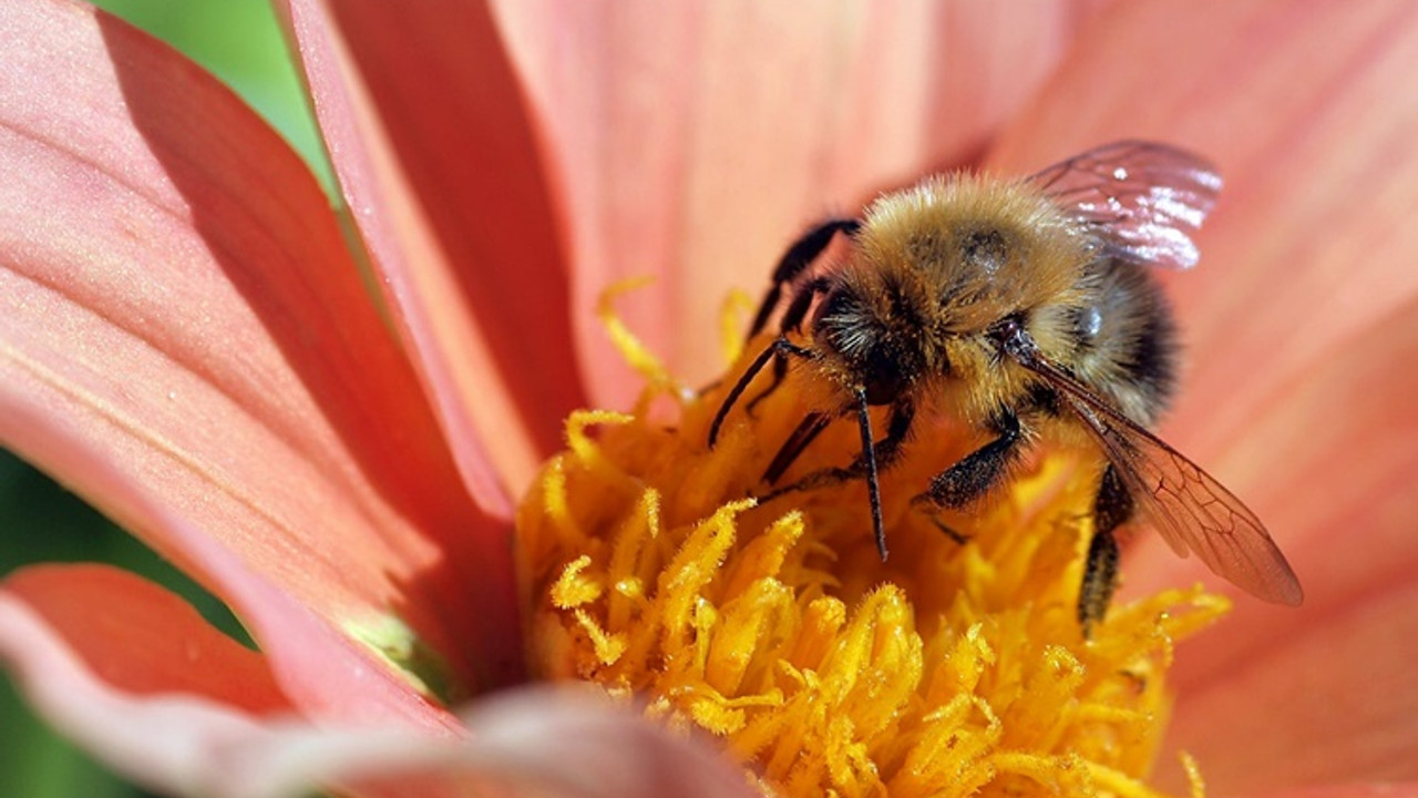 Journal du Monde Agriculture : Les Abeilles Seront Sélectionnées Une équipe de scientifiques…