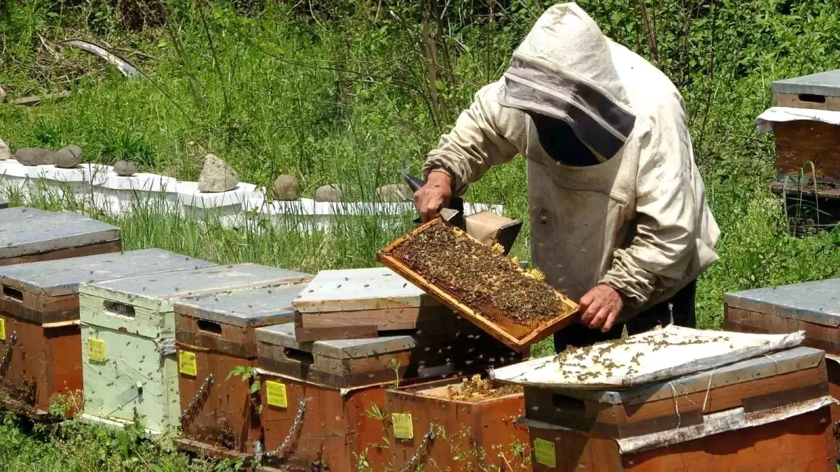 De voorzitter van de Ordu Bijenteeltvereniging, Akın Çiftçi, wees erop dat de kosten voor één…