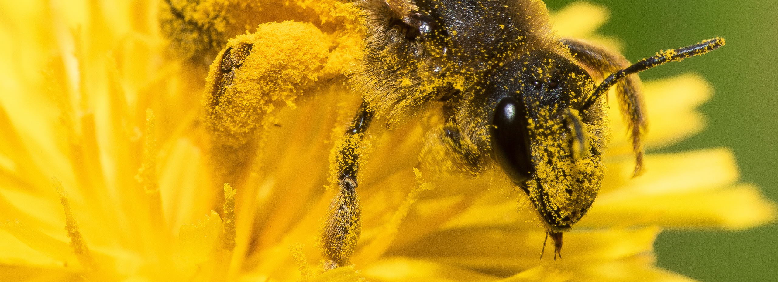 Bienen und Klimawandel