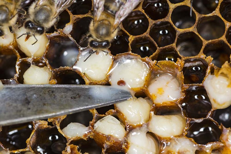 Varroa'nın Yavrular Üzerindeki Etkileri