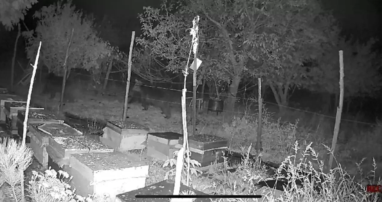 In het district Kıbrıscık in Bolu werden beren die honing uit bijenkasten wilden eten,…