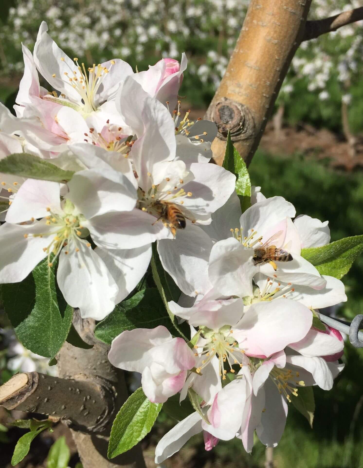 L'importance des insectes sauvages dans la pollinisation des cultures Introduction Tout le…