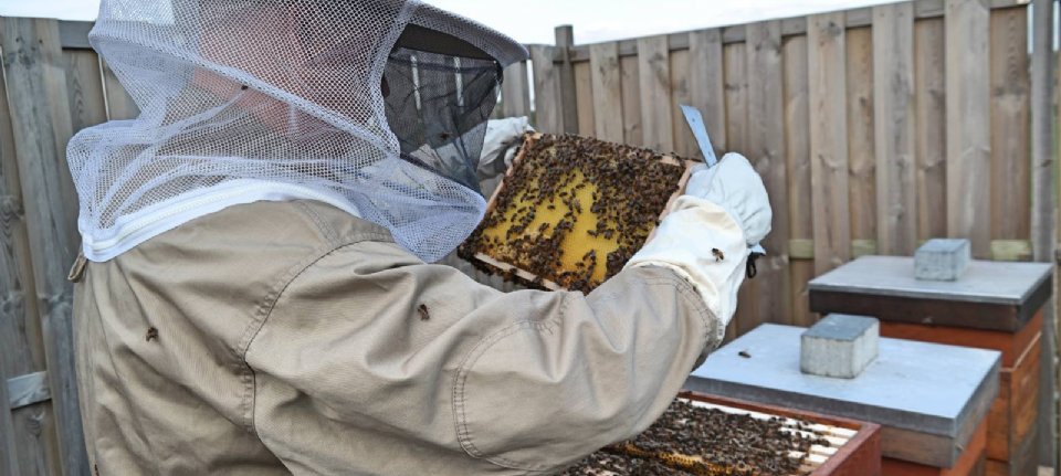 'Les apiculteurs amateurs, une menace pour les abeilles' - Nieuwe Oogst 'Les apiculteurs…
