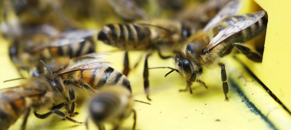 Wintersterfte bijen weer hoger dan voorgaande jaren