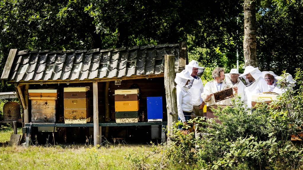 woensdag 18 mei 2022, 12:49'McDonalds-bijen' in opmars in steden, aantal kasten in Amsterdam moet omlaagDe hoofdstad telt veel honingbijvolken. Die verdringen de wilde soort, die in Nederland wordt bedreigd.