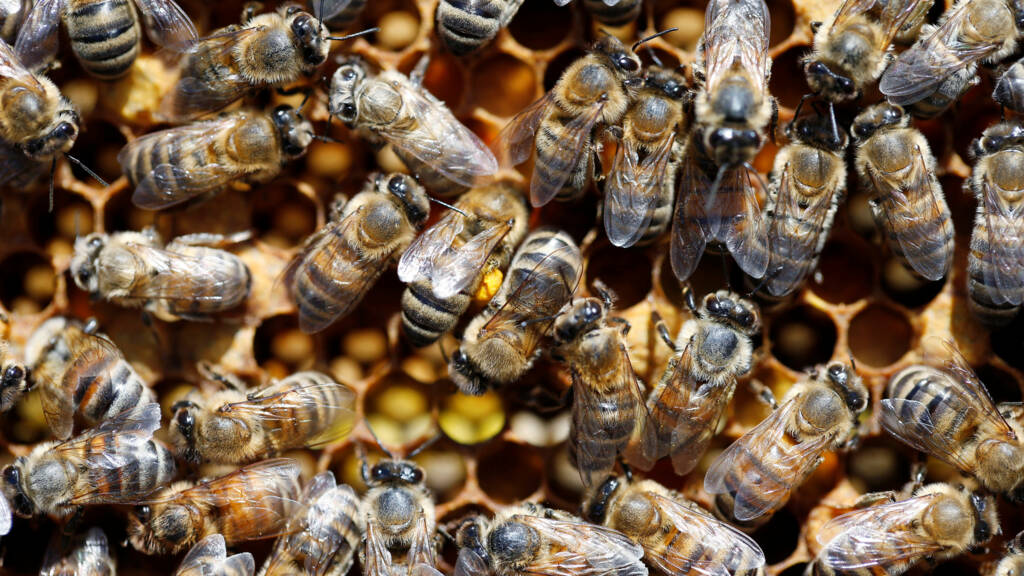 vrijdag 8 november 2019, 15:17Honingbij jaagt wilde bij naar 'rode lijst' van bedreigde soortenEr zijn steeds meer initiatieven om bijensterfte tegen te gaan. Maar uit nieuw onderzoek blijkt dat in sommige gevallen maar één soort te helpen, terwijl de and