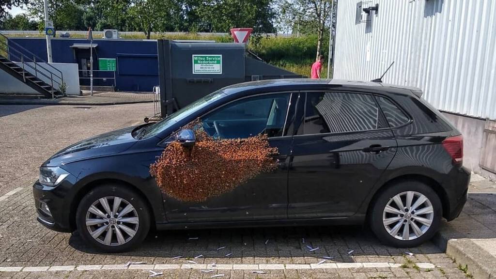 zaterdag 22 juni 2019, 20:58Man belt wanhopig de politie: 20.000 bijen op deur autoEen imker heeft de zwerm bijen gevangen. De insecten worden verplaatst naar een andere plek.