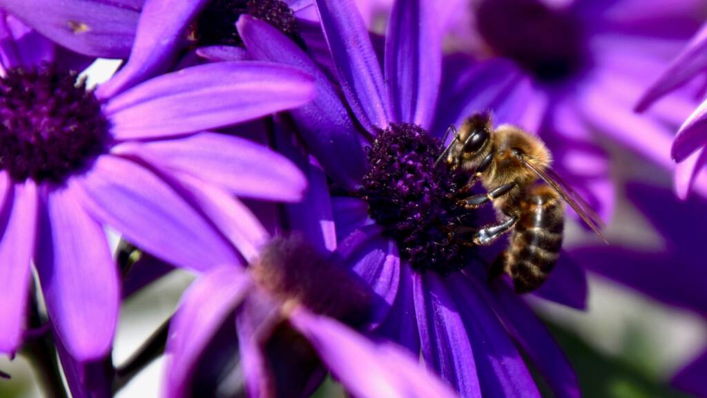 maandag 20 mei 2019, 18:33Er stierven deze winter minder bijenvolken dan in de vorige wintersDat blijkt uit een enquête onder imkers. Volgens onderzoekers geeft wintersterfte een indicatie van hoe het gaat met de bij.
