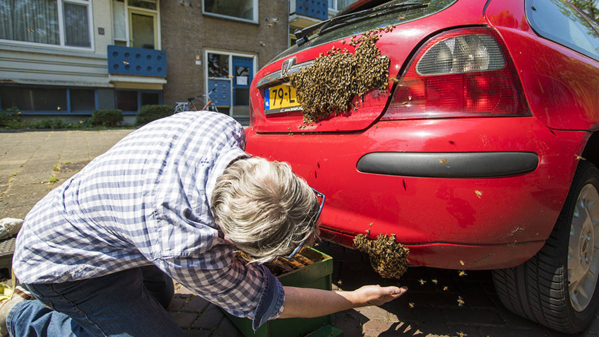 NOS Nieuws•Freitag, 2. Juni 2017, 15:47 Automobilist kann nicht wegfahren wegen Bienen auf…