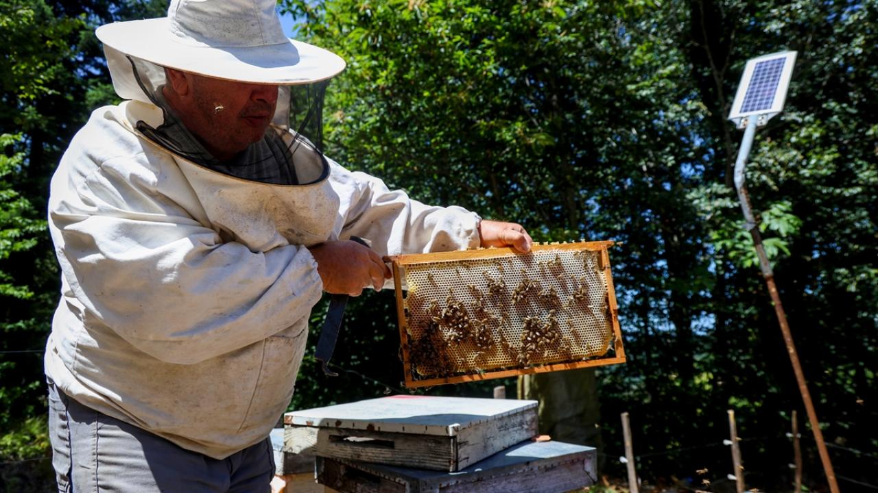 Les apiculteurs espèrent une bonne récolte de miel de châtaignier certifié Les apiculteurs…