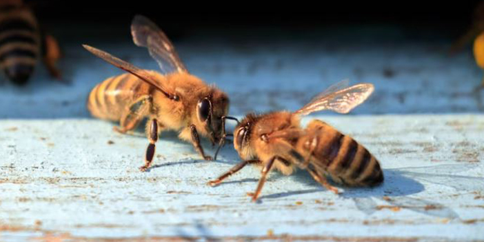 Achten Sie auf Bienenallergien
