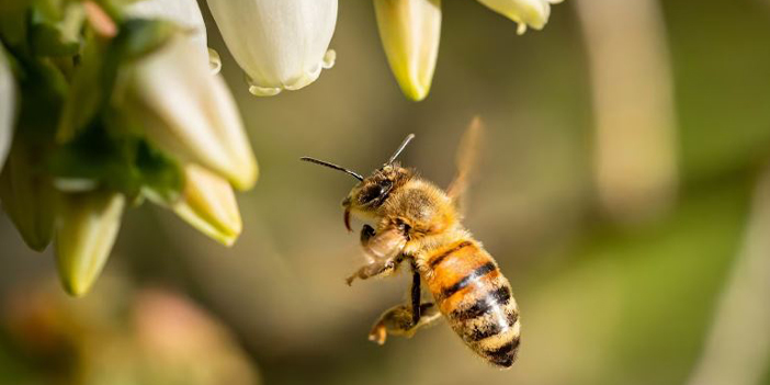 Achtung vor Bienenstichen