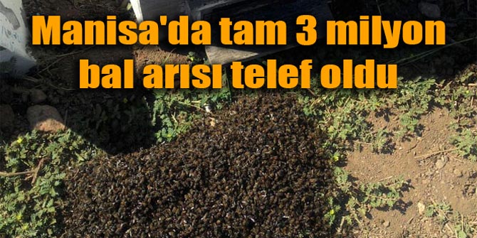 3 Million Bees Perished in Manisa Manisa In the Saruhanlı district of Manisa, approximately 3…