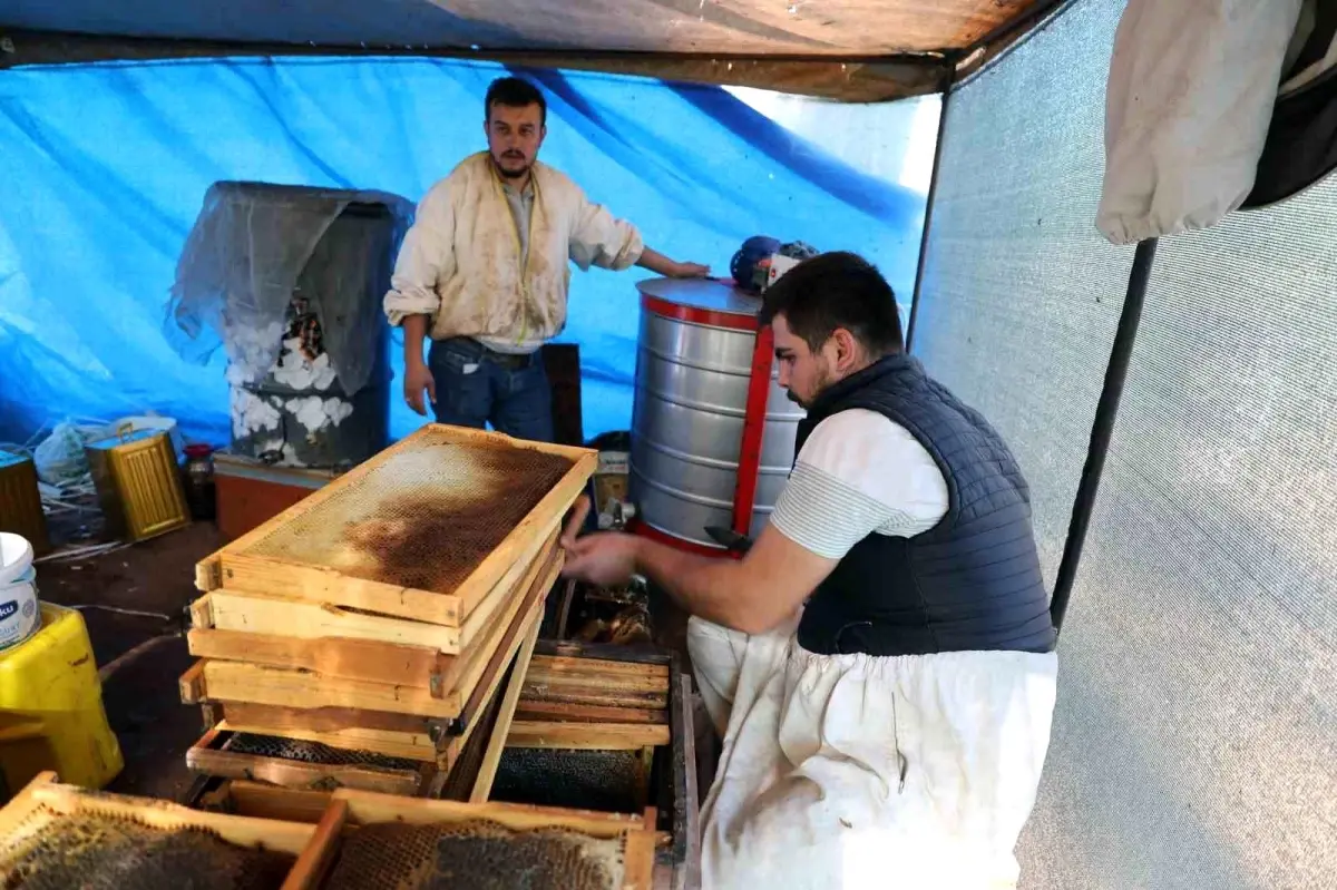 Muğla'da Çam Balı Rekoltesi Yükseldi