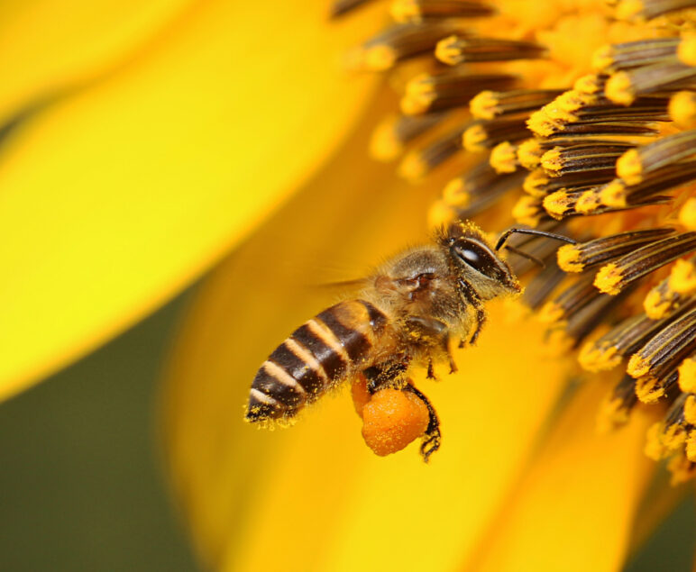 Insektenschutz
Positionspapier Imkerei – Partner beim Insektenschutz