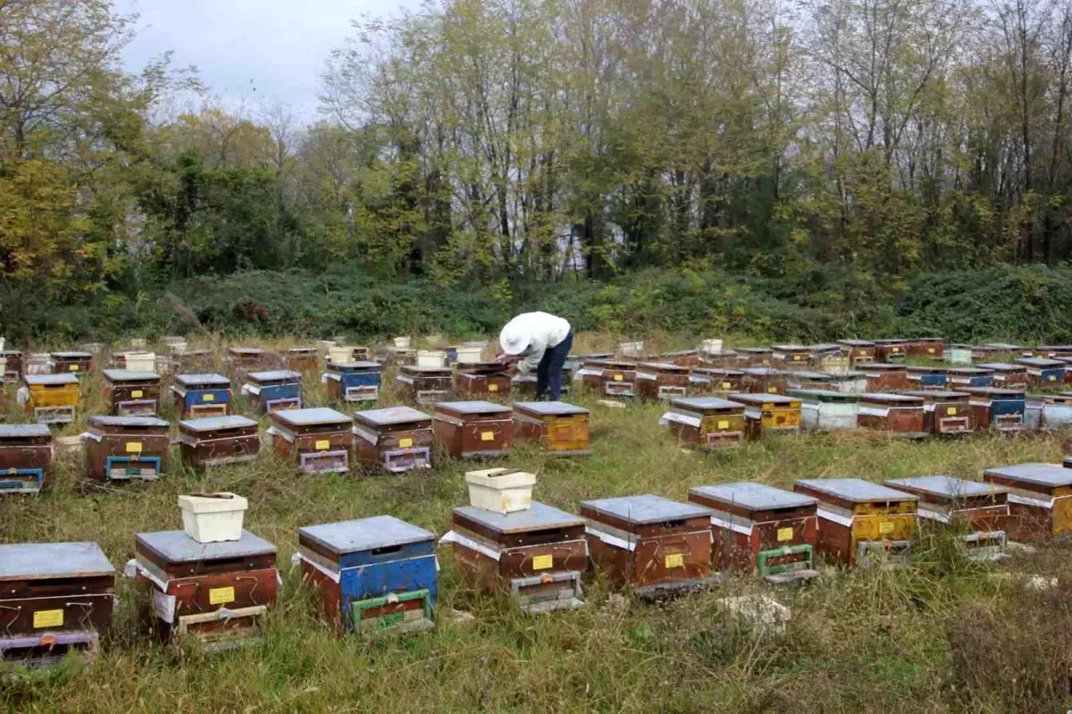 Les Soins d'Hiver des Abeilles ont Commencé à Ordu À Ordu, les apiculteurs se sont préparés…