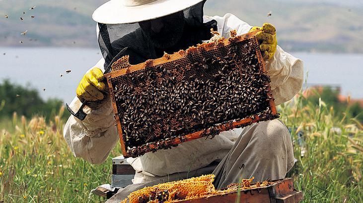Beekeeping Policy Should Be Shaped by Climate As a beekeeping country, Turkey ranks among the…