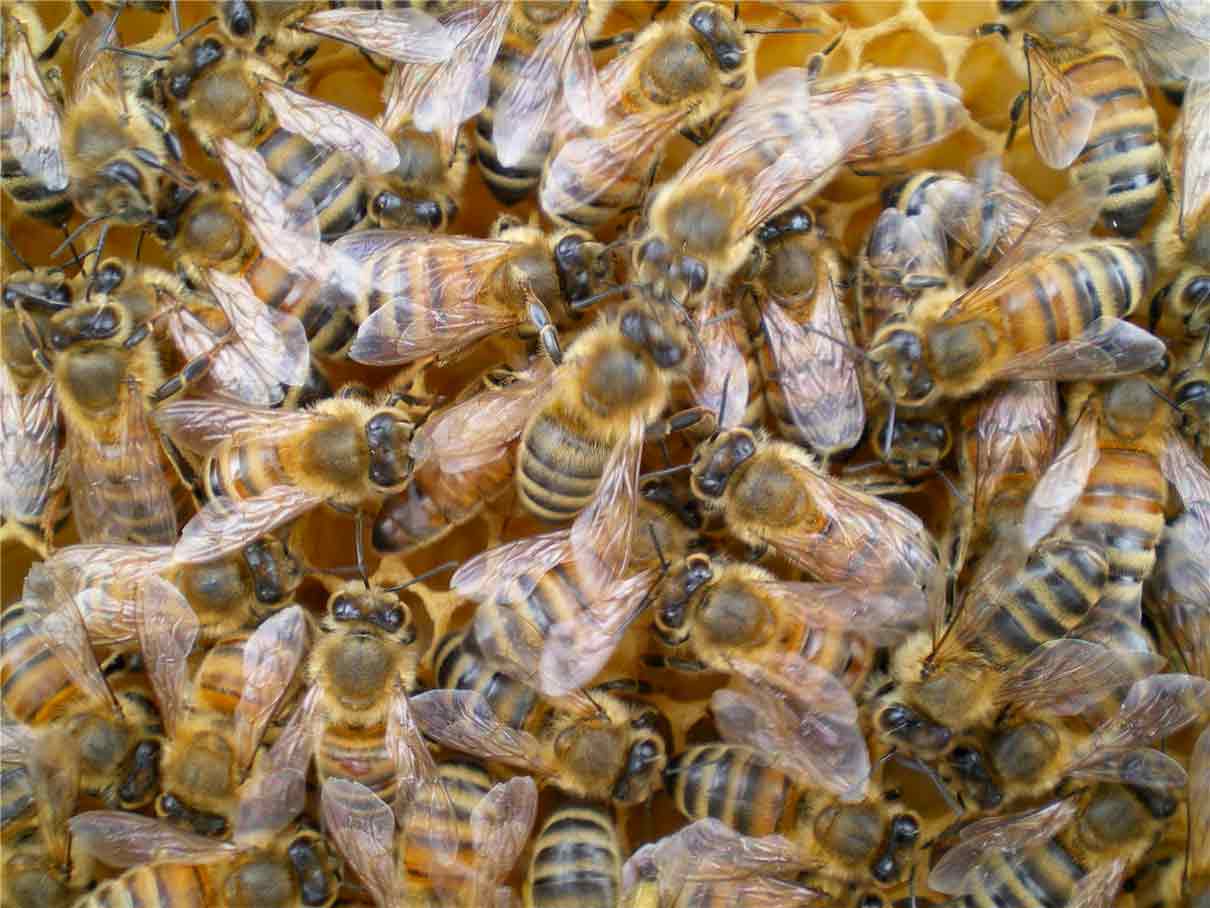 太った蜜蜂:それらが何であり、どのようにタンパク質が豊富な蜜蜂を得るか すべての養蜂家は、冬を確実に乗り越えるためにタンパク質とビテロジェニンの貯蔵が豊富な太った蜜蜂について聞いたことがある…