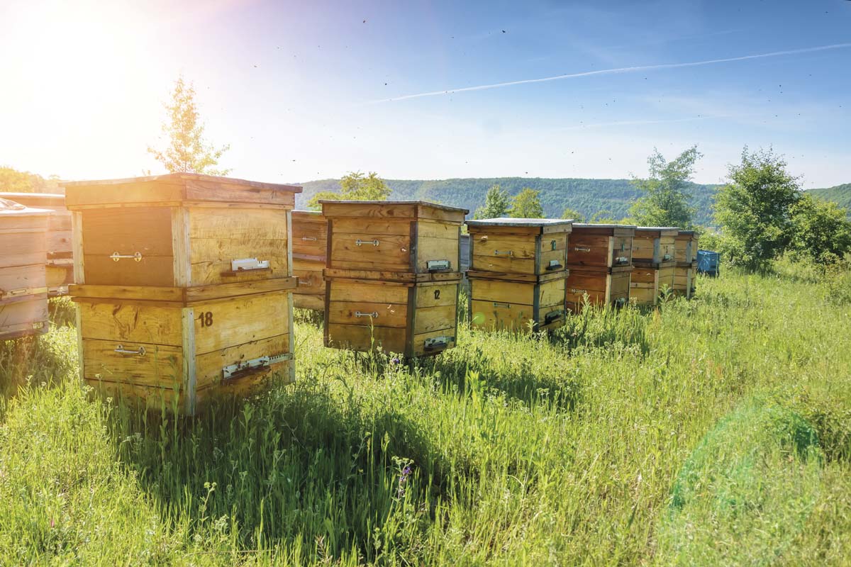 Les abeilles à miel et leur compréhension du concept de ‘zéro’ Des scientifiques ont découvert…