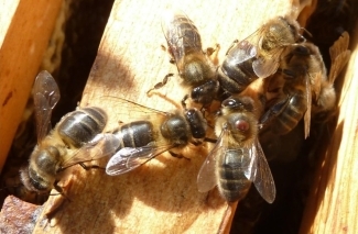 Varroa Varroa destructor, bal arıları (Apis mellifera L.) üzerinde parazitlenen bir akar olup,…