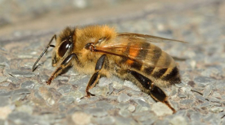 Varroa Eine der Ideen, die sicherlich jedem Imker in den Sinn gekommen ist, ist die, andere,…
