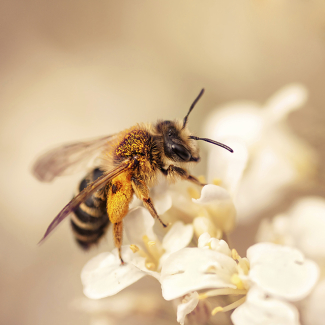 Varroa For half a century, global beekeeping has been facing a significant challenge due to…