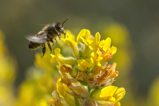 Varroa und ihre Auswirkungen auf die Bienen Eine Arbeiterbiene lebt etwa 6 Wochen in der…
