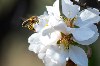 Varroa As W. Thompson said, “what is not measured cannot be improved.” Applied to our case, we…