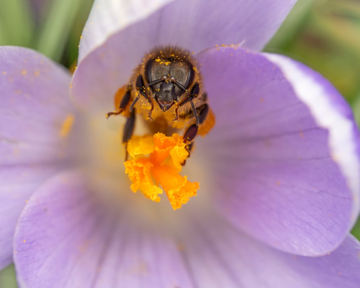 Die Bedeutung der Bienen und ihren Schutz Die Bienen tanzen