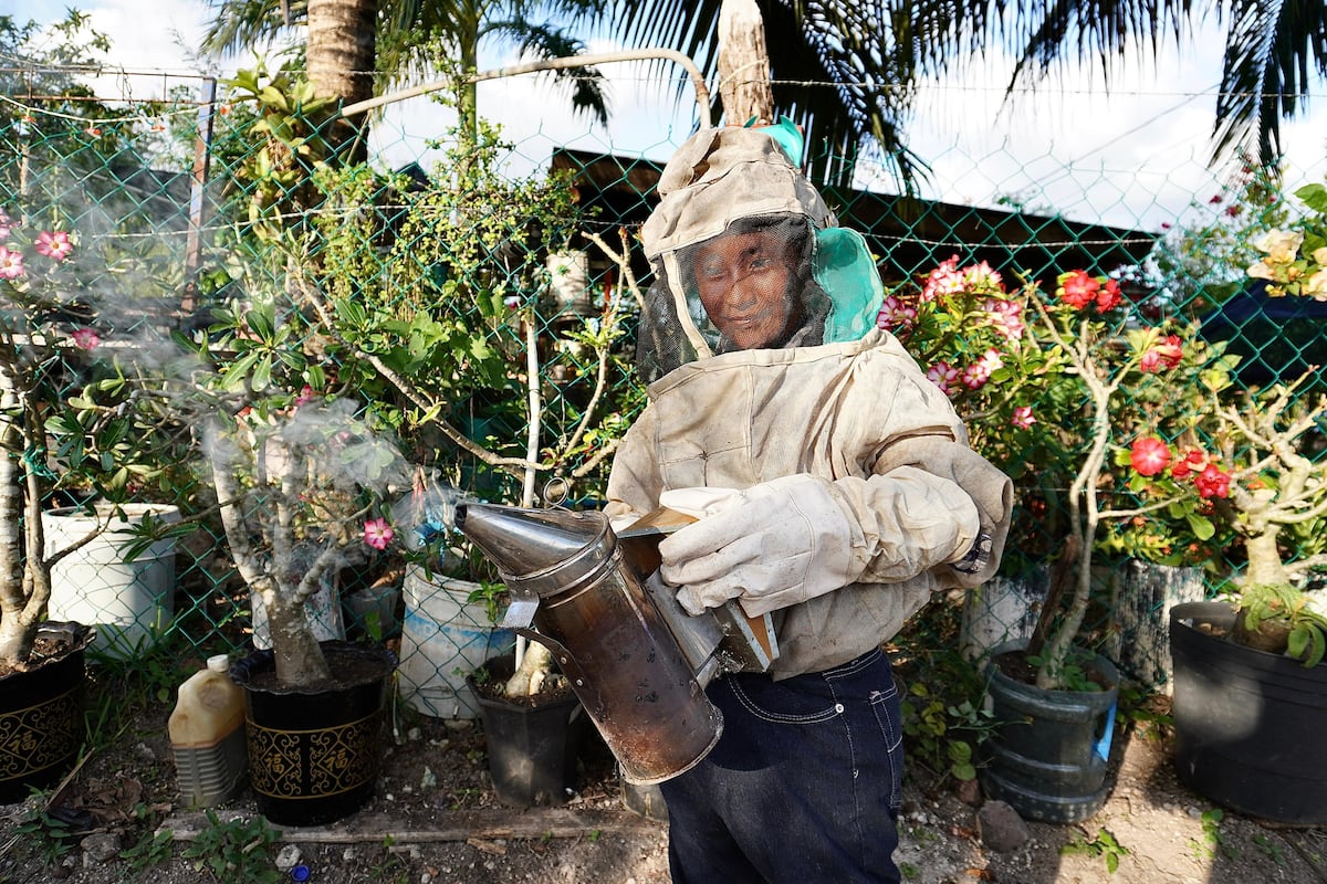 Die Imkerei in Quintana Roo: Herausforderungen und Hoffnungen Der einzige Bienenstock von…