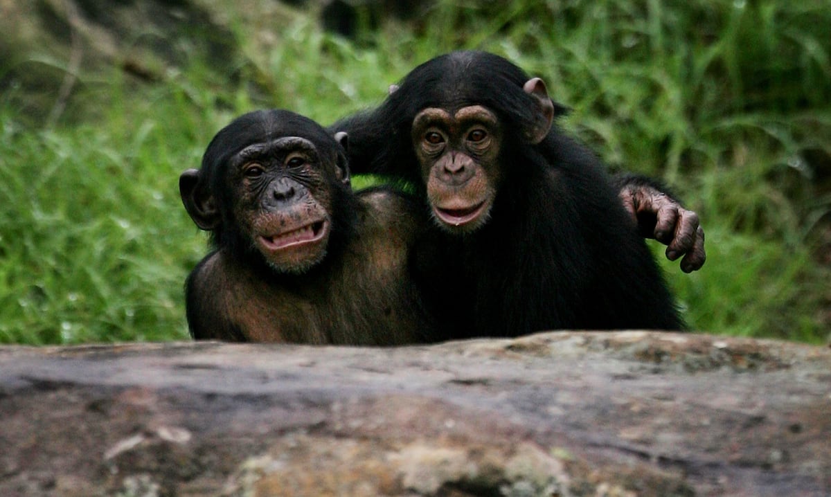 La culture chez les primates et leur capacité d'apprentissage Les primates ont une culture,…