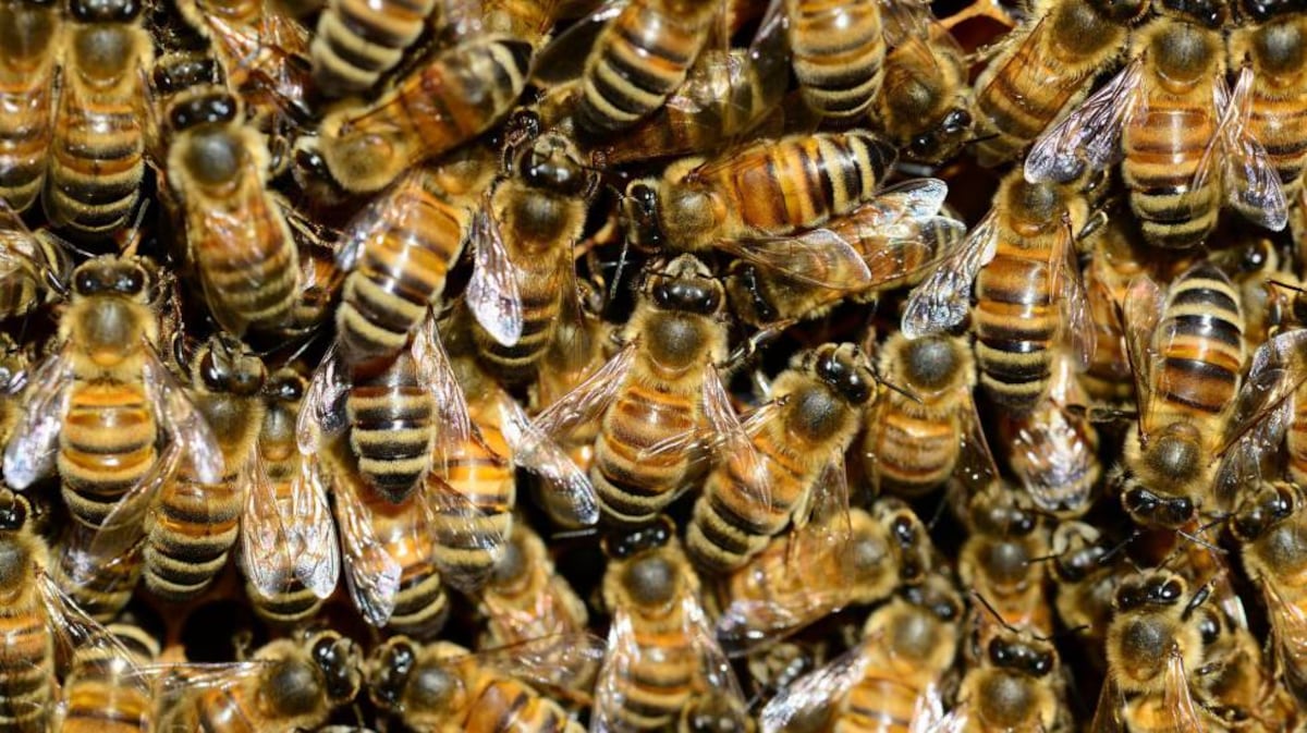 Die Auswirkungen der Honigbiene auf die Ökosysteme Ein instabiles Gleichgewicht entsteht, wenn…