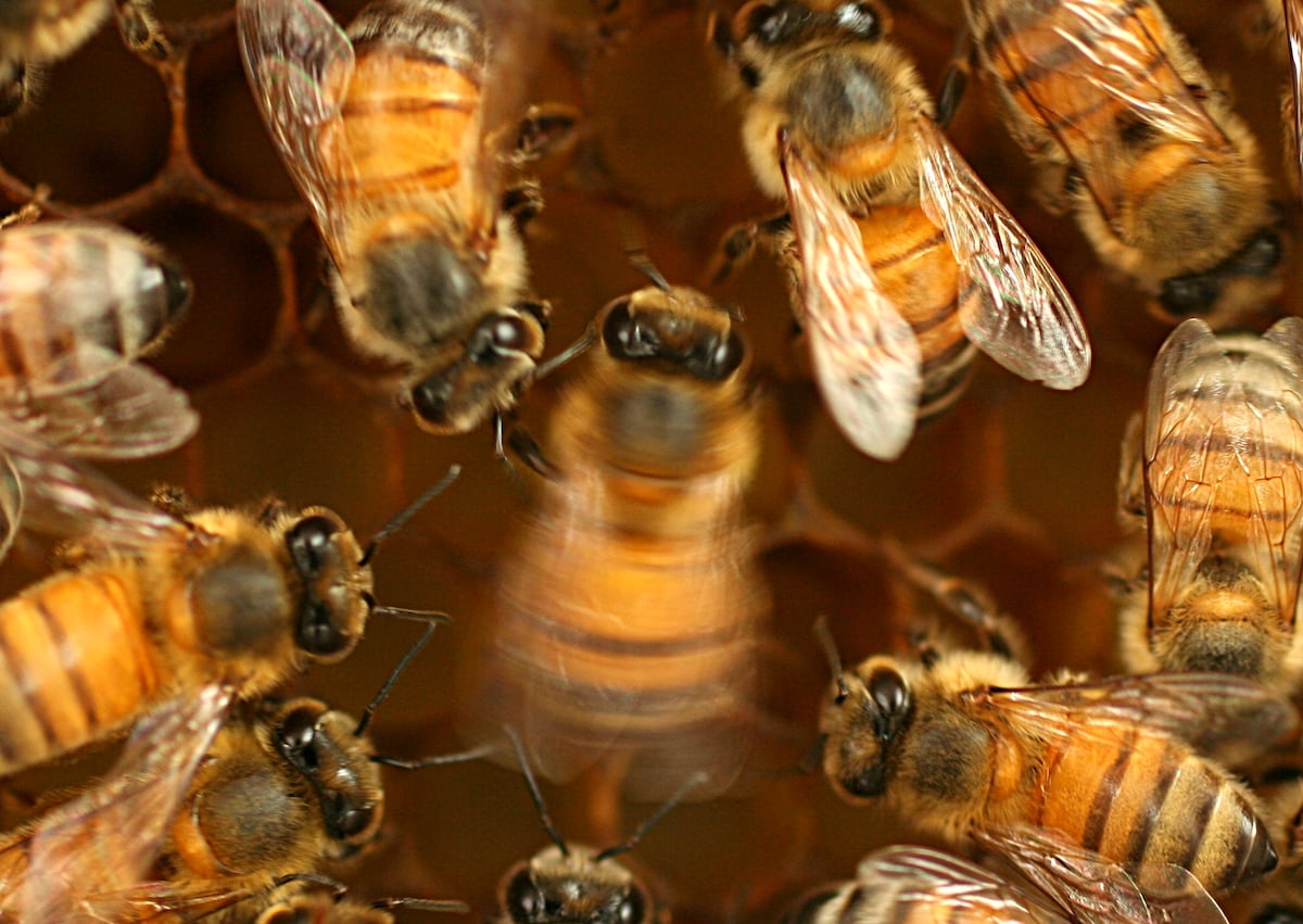 The Social Learning in the Dance of Bees Like children, who have the innate ability to speak,…