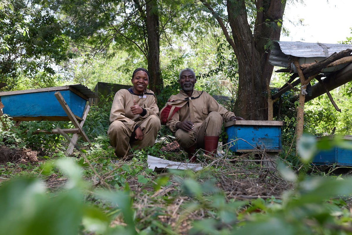 Beekeeping as Hope in Goma, DRC It is six in the morning and dawn breaks in Mugunga, 10…