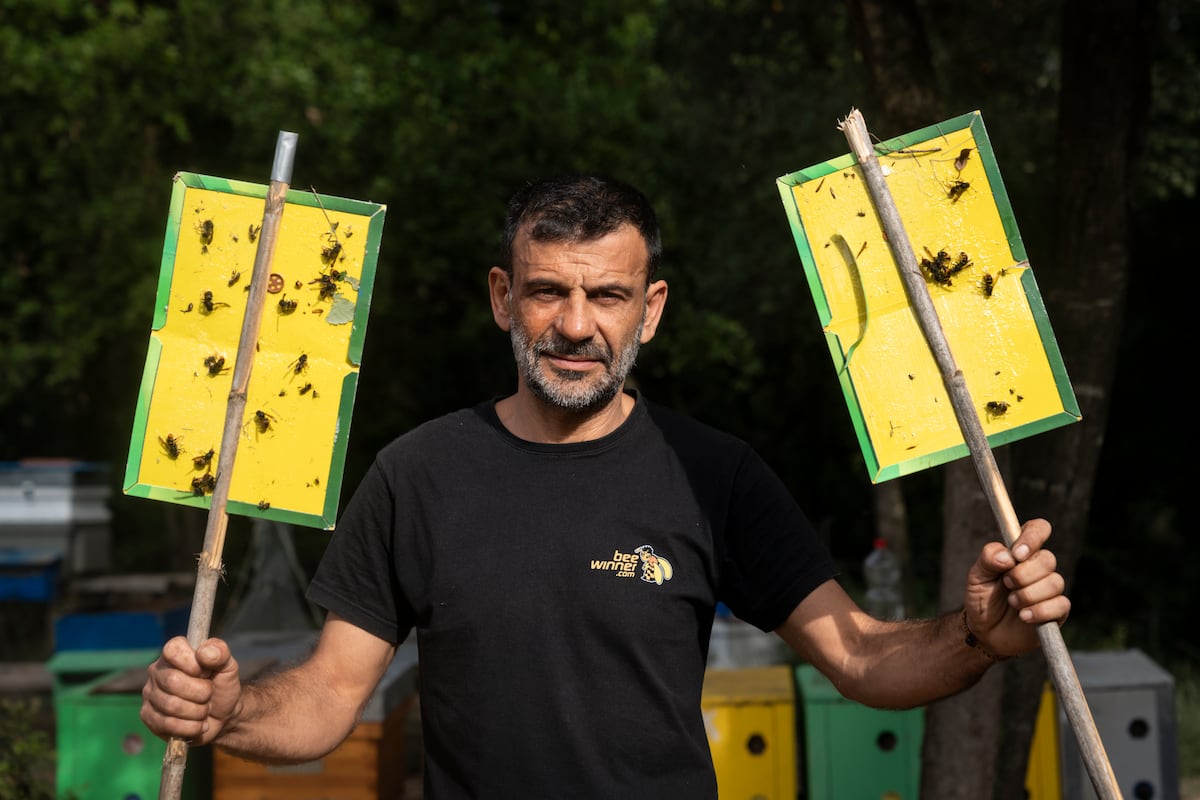 De bedreiging van de Aziatische wesp voor de bijenteelt in Catalonië De imker Samuel Ramal, 47…
