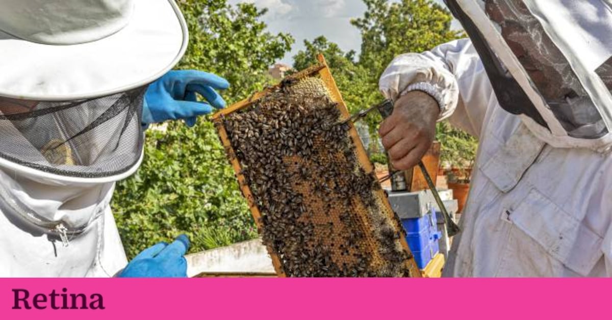 Spanish beekeeping adapts to the digital age Spanish beekeeping has been flirting with…