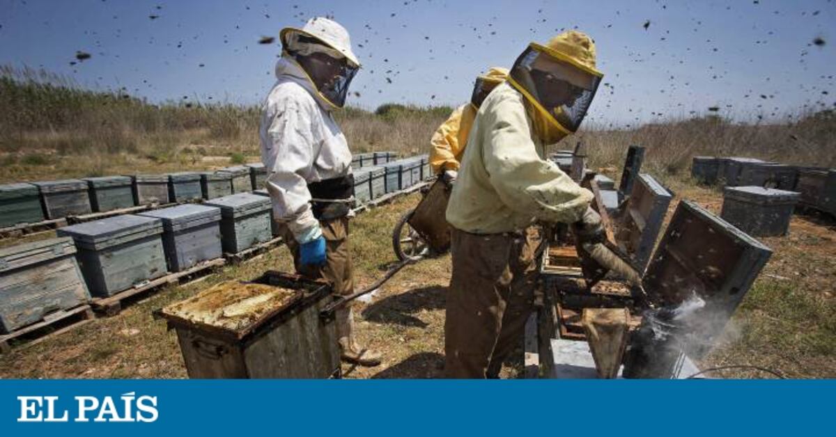 İspanya'da Bal Etiketlemesinde Şeffaflık İspanyol tüketiciler, bir kavanoz bal satın…