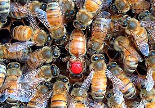 Zertifizierte Bienenstockgenetik durch künstliche Intelligenz: Auf dem Weg zu einer modernen…