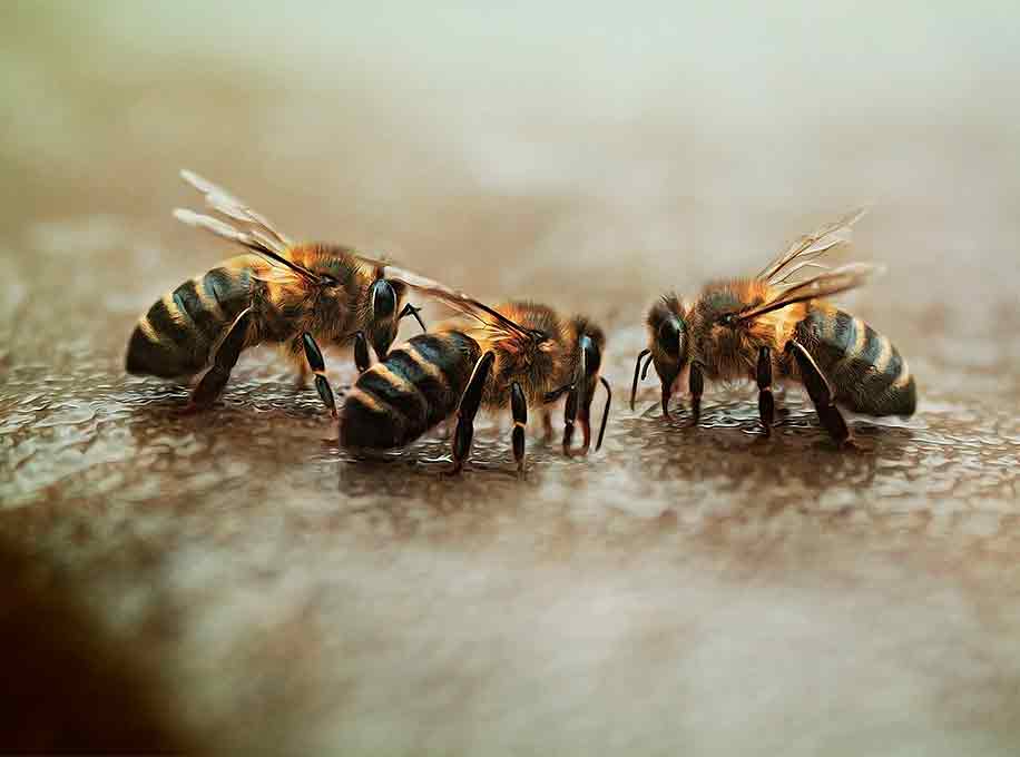 Probiotiques dans l'alimentation des abeilles : tous leurs avantages Bien nourrir ses ruches…
