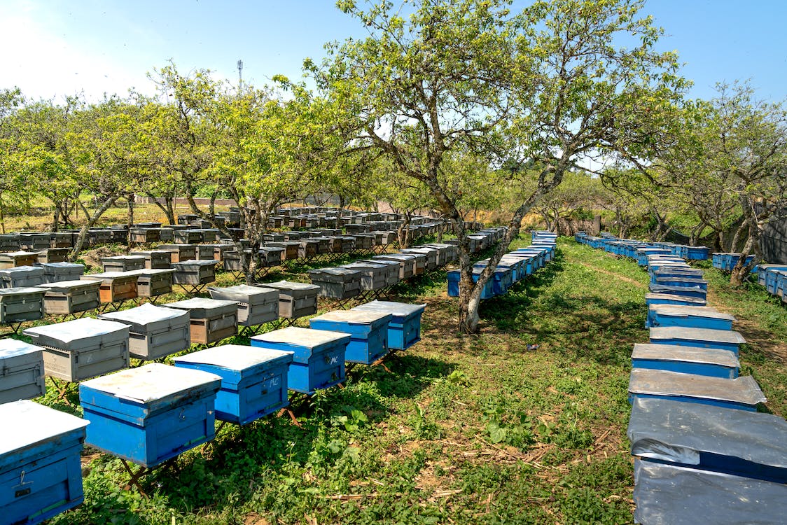 L'agriculture et l'apiculture : Bénéfices mutuels L'agriculture et l'apiculture sont des…
