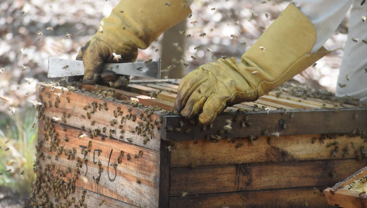 Het Belang van Bestuivende Insecten in de Landbouw Bestuivende insecten, zoals bijen, zijn…