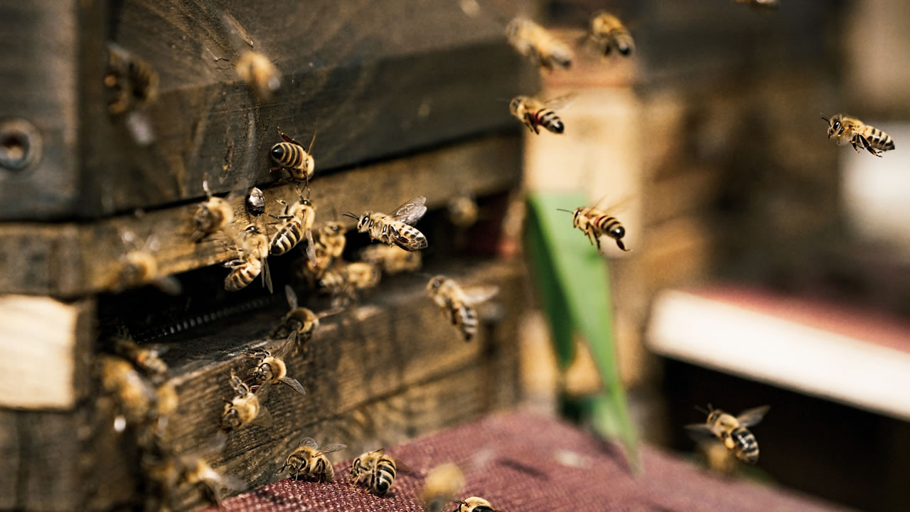 Die Honigproduktion und die Arbeit der Bienen Die Arbeiterbienen benötigen 21 Tage, um zu…