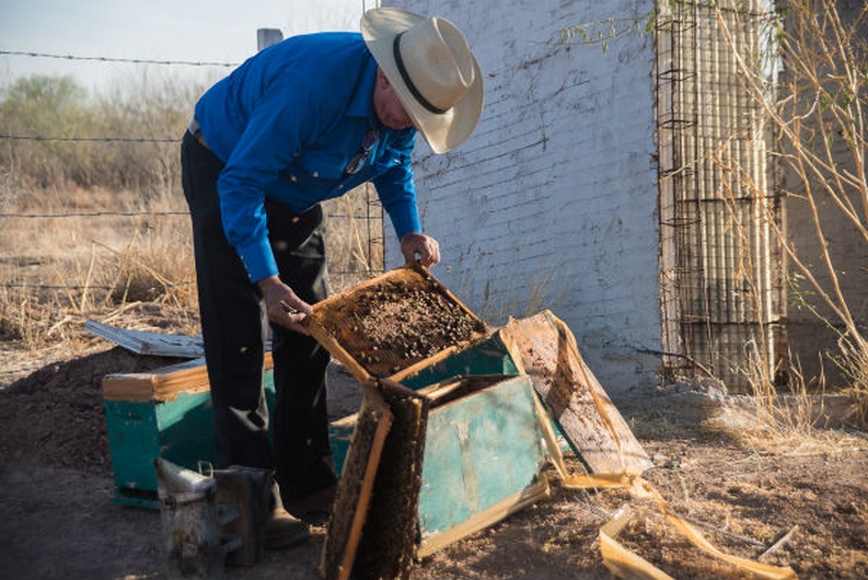 Mexico Al 46 jaar lang controleert de heer Rogelio López zijn bijna 20.000 bijenkasten in…