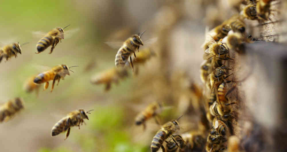 コロンビアにおける養蜂の状況 - Fedeabejasによる報告 近年、国内の蜂の巣は100,000から約150,000に増加したと、Fedeabejasの会長ファビオ・ディアスグラナドスが…