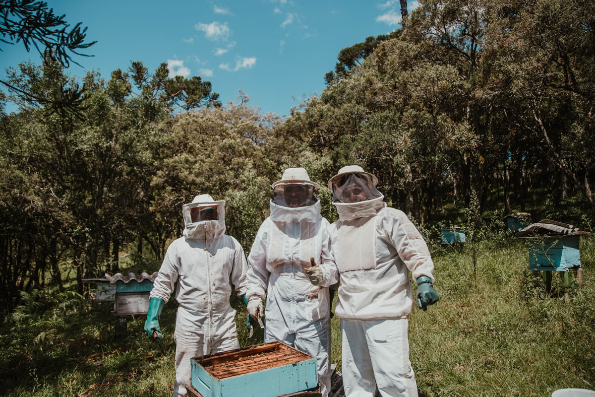 Un tiers des cultures alimentaires dans le monde dépendent de la pollinisation Favoriser le…
