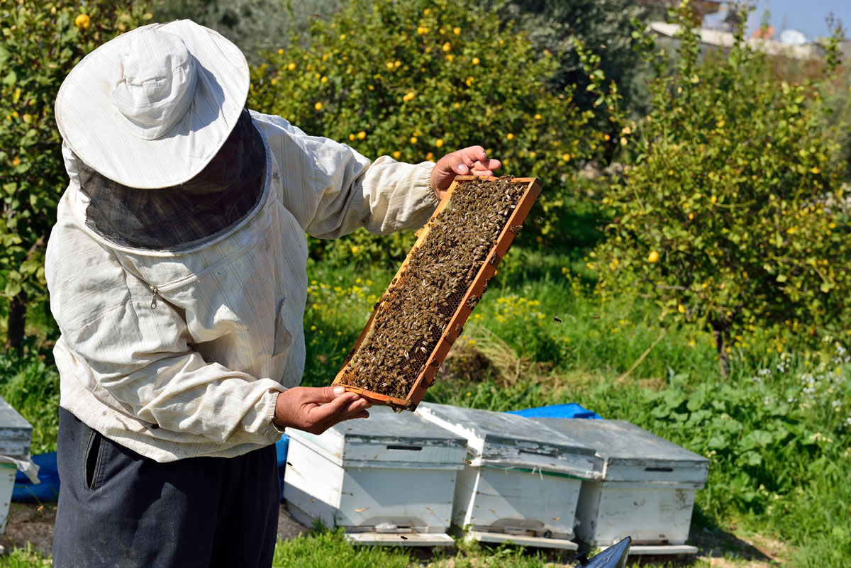 The Importance of Beekeeping and Agriculture in Economic Recovery To reactivate the economy,…