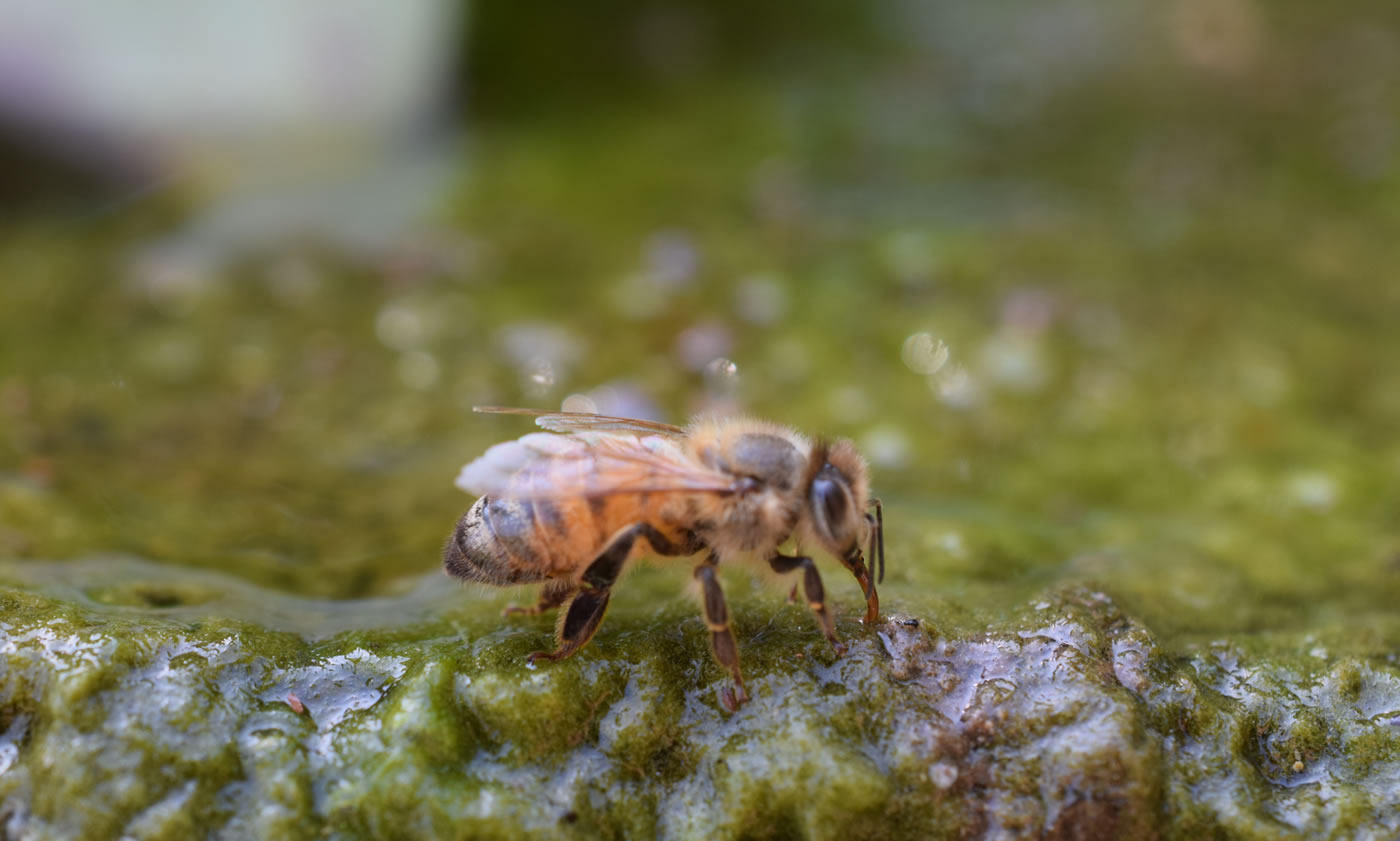 Impact van droogte op de bijenteelt en aanbevelingen voor imkers De droogte heeft de…