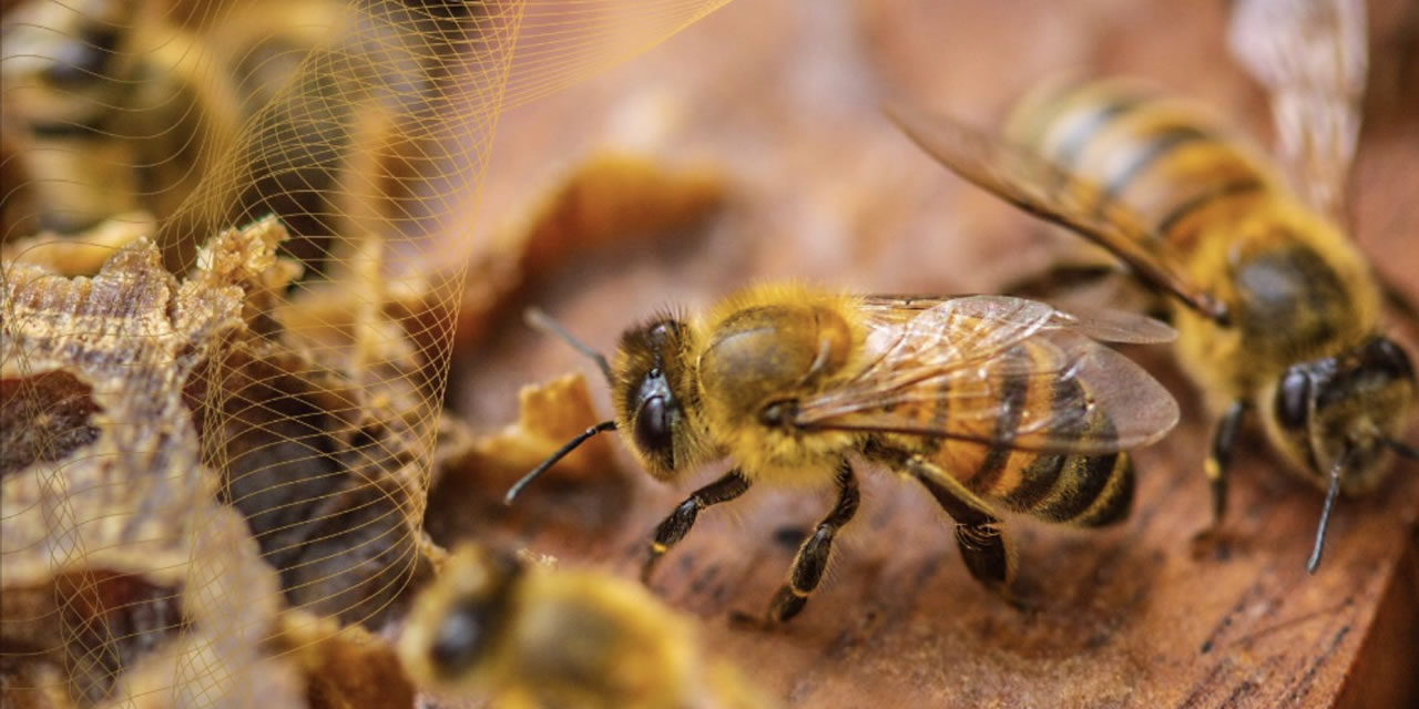 Arı Örnekleme Protokolü ANDI'nin Procultivos Odası, “Arı örnekleme protokolü (Apis mellifera…
